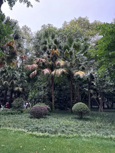 This image captures a verdant park environment within Qingyang District, China, under an overcast sky. The foreground consists of a mown green lawn, transitioning into a dense ground cover of narrow-leafed, clumping plants, displaying variations of light and dark green. Two distinct, spherically pruned bushes are centrally positioned in the midground: one with dense dark reddish-purple foliage to the left, and another with bright green foliage to the right.

The midground and background are densely populated with mature trees. Numerous tall fan palms, likely *Livistona chinensis*, are prominent, characterized by large, segmented palmate leaves. Several palm fronds exhibit discoloration, appearing yellowish, light green, and reddish-brown, indicative of senescence. Interspersed with these palms are various broadleaf trees, forming a dense green canopy that extends towards the top of the frame.

Multiple individuals are visible in the midground, partially obscured by the foliage and bushes. They appear to be walking or standing on an unseen path. One person on the far left wears a dark garment with a red floral pattern. Towards the right side of the frame, wooden support structures are visible, bracing some of the taller trees. The scene is illuminated by soft, diffused light, consistent with an overcast day.