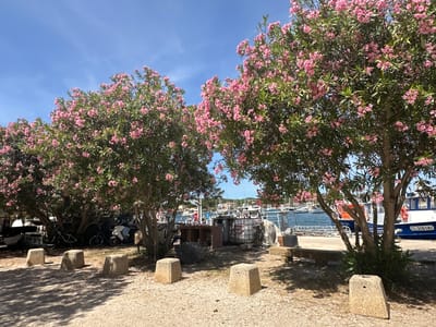 This image captures a sunlit scene in the port of Hyères, France, likely during the daytime given the bright sunlight and clear blue sky with a few wispy clouds. In the foreground, a gravel pathway is marked by several rough-hewn stone bollards. Two large trees laden with small pink flowers dominate the mid-ground, their branches casting dappled shadows on the ground. Behind the trees, several bicycles and a scooter are parked. Beyond these, a quay area is visible with various objects including a large white tank with red markings, a wooden bench, and what appears to be a boat or watercraft with the registration "TL 318141" clearly visible. The background reveals a harbor filled with numerous sailboats and other vessels, their masts creating a delicate silhouette against the water and the distant coastline. The overall impression is one of a serene, seaside location, possibly a marina or a waterfront promenade.