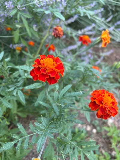 The image shows a close-up view of two marigolds in a garden setting. The marigolds are vibrant orange and red, with ruffled petals. They are surrounded by green foliage, some of which appears to be lavender, indicated by the small purple flowers in the background. The scene is lit by natural light, suggesting it was taken outdoors during the daytime. The overall impression is one of a well-maintained garden in Dolenje Grčevje, Slovenia.