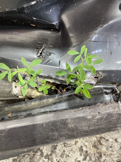 In Gerstheim, France, on March 16, 2024, a close-up shot reveals green plants growing through damaged grey plastic car panels. The plants have small, oval-shaped leaves. The car's plastic exterior is visibly dented and broken in several places, with torn edges and debris embedded in the damage. The ground beneath the car appears to be a rough, concrete-like surface with scattered dirt and debris. The lighting suggests an overcast day or indoor lighting conditions.
