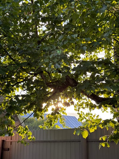 The image depicts a view through a leafy tree canopy towards a light-colored fence and a glimpse of a blue roof under a bright sky. Sunlight filters through the green leaves, creating highlights and shadows. The scene appears to be outdoors, possibly in a residential area, given the presence of the fence and roof. No people or specific actions are visible. The location is identified as Naro-Fominsk, Russia.