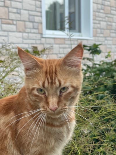 An orange tabby cat with large pointed ears and long white whiskers is the central subject of this close-up, eye-level outdoor photograph. The cat is looking directly at the viewer with green eyes. Its fur is a mix of orange and lighter brown stripes. Behind the cat, a building with light-colored brickwork and a white-framed window is visible. The lower portion of the image is filled with dense green foliage and thin, dry grass stalks. The scene appears to be a residential setting, possibly a yard or garden, in the city of Perevoznoye, Russia.