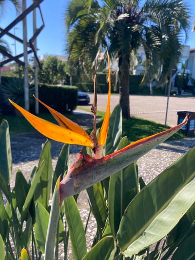 A Bird of Paradise (Strelitzia reginae) flower is centered in a vertical composition, exhibiting bright orange sepals and a blue-purple petal emerging from a green and reddish spathe. The flower stalk is green, supported by several large, glossy green leaves of the same plant, some partially obscured. Direct sunlight from the left illuminates the scene, casting defined shadows and highlighting the texture of the flower and foliage.
In the mid-ground, a paved surface composed of light-colored pavers stretches across the image. Green, manicured hedges line the perimeter of this paved area. To the left, a dark-colored sedan, possibly a BMW, is partially visible parked behind a section of the hedge. Further back, a vibrant green lawn and additional tropical vegetation are present.
The background features several tall palm trees with visible trunks and fronds. Behind the trees, a modern, light-colored building with large windows is discernible, suggesting contemporary architecture. On the far left of the background, a geometric metal structure, possibly a pergola or trellis, is silhouetted against a clear, bright blue sky. On a leaf in the lower right section of the image, a small ant is visible. A dark brown sign or post is partially visible on the far right mid-ground. No individuals are present.
The combination of tropical flora, modern upscale architecture, and meticulous landscaping indicates a luxurious residential or resort environment. This scene is consistent with high-end neighborhoods in Florianópolis, Brazil, such as Jurerê Internacional.