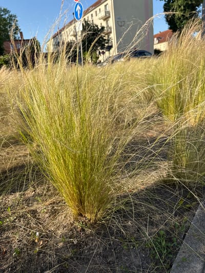 The image shows a patch of ornamental grass in an urban environment, likely a street or public space. The grass is tall and feathery, with a golden-green hue, suggesting it is late summer or early autumn. The foreground is dominated by these grasses, with a second clump of similar grass visible in the mid-ground to the right. The ground is bare earth with some dry grass litter and small green shoots.

In the background, buildings with multiple stories are visible, some with balconies. A blue and white traffic sign with an arrow is mounted on a pole behind the grass. Cars are partially visible on a street. The overall impression is of a well-maintained urban landscape, possibly a roadside planting or park area. The quality of light suggests it is daytime, with a clear blue sky. The location is identified as Rathenow, Germany. The scene is static, with no observable human activity.