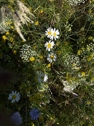 An overhead, eye-level shot captures a wild meadow blooming with a variety of flowers. The scene is dominated by lush green foliage and a dense collection of small white and yellow wildflowers. Several daisies with white petals and yellow centers are prominently featured, some in focus and others slightly blurred. A single blue chicory flower is visible towards the bottom right, contrasting with the predominantly white and yellow hues. The overall impression is one of natural abundance and summer vibrancy. The image does not depict any people or actions, and no specific location in Krasnyi Yar, Russia, can be identified from the visual information alone.