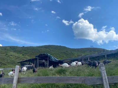 A flock of turkeys, a mix of white and dark varieties, are scattered across a grassy hillside in Ratschings - Racines, Italy. A rustic wooden fence runs across the foreground, separating the viewer from the animals. Behind the fence, a simple wooden shelter with a green tarp roof stands partially obscured by the birds. The hillside rises behind the shelter, covered in lush green grass and dotted with some scattered trees. The sky above is a vibrant blue, with scattered white clouds. In the distance, a ski lift tower is visible on the crest of the hill, suggesting the mountainous terrain of the region. The overall impression is of a rural, possibly farm-like setting in a mountainous landscape.