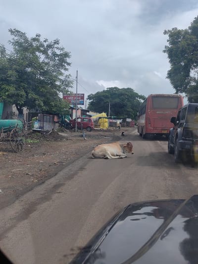 The image depicts a roadside scene in Motala, India, on a cloudy day. A light-colored cow is lying down in the middle of a paved road. To the right of the cow, a dark-colored SUV is partially visible, and a red bus is further down the road. In the background, there are trees, several small structures, a red car, a motorcycle, and a handcart with two large wheels. A red and white sign with text in a local script is mounted on a pole. The ground is a mix of dirt and pavement.