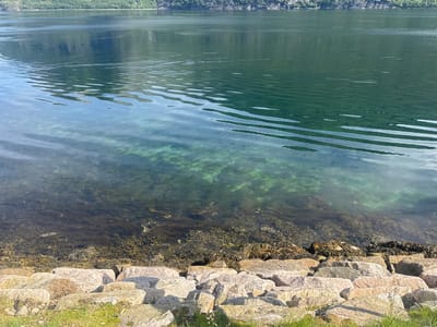 The image depicts a serene natural scene likely in Inndyr, Norway. The foreground features a rocky shoreline composed of large, irregularly shaped light-colored stones, interspersed with patches of green grass. Beyond the rocks, the clear, shallow water reveals a dense bed of dark seaweed and other aquatic vegetation. The water exhibits a gentle ripple effect, with waves reflecting the surrounding environment. In the midground and background, a vast expanse of calm, deep green water stretches towards a distant, tree-covered mountainside. The overall impression is one of natural beauty and tranquility.