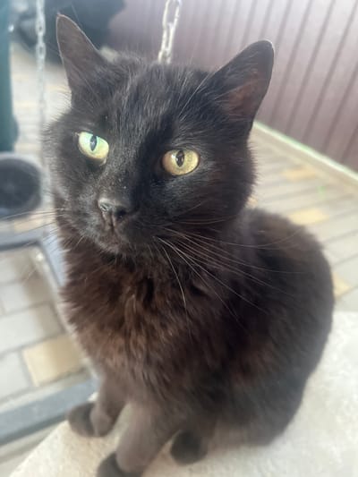 A close-up, eye-level shot features a black cat with striking green eyes and light brown undertones. The cat is sitting outdoors, with a beige tiled patio and a brown wooden fence visible in the blurred background. Chains from a swing set are also partially visible above the cat's head. The cat appears to be looking directly at the camera, with its whiskers fanned out. The image was taken in the city of Ceadîr-Lunga, Moldova.