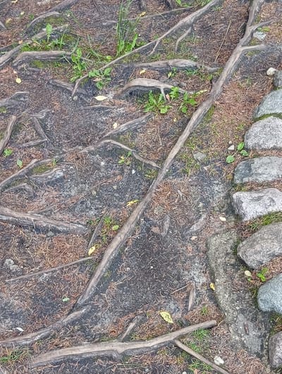 The image displays a close-up, overhead view of exposed tree roots intertwined with the ground. The roots are a dominant feature, varying in thickness and forming an intricate network across the frame. They are a rough, woody texture and a muted brown-gray color. The ground beneath and around the roots is composed of dark soil, interspersed with dry pine needles and sparse patches of green grass. Small green leaves and a few yellow fallen leaves are scattered on the ground.
To the right of the roots, a rough path or edge is visible, constructed from rounded, gray stones of various sizes. These stones are cemented together and form a distinct border against the root-filled area. The stones are also somewhat weathered, with a rough, textured surface.
The scene suggests an outdoor, natural setting, likely a forest floor or a park where the earth has eroded or been disturbed, revealing the root system. The lighting appears natural, possibly indicating daytime, with no harsh shadows to suggest a specific time. The weather is not explicitly discernible, but the presence of dry pine needles might suggest a temperate climate or a location with pine trees. There are no people or animals visible in the image. The overall impression is one of natural growth and the persistent presence of tree roots in the environment. There is no visible text in the image.