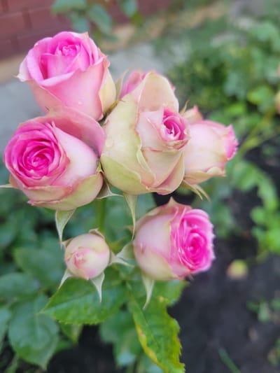 A close-up, high-angle shot showcases a cluster of unopened pink roses. The roses, varying in size and stage of bloom, are a soft pink with hints of creamy white and green at their tips. Some petals appear delicate and slightly translucent, with tiny water droplets clinging to them, suggesting recent rain or dew. The roses are grouped together, with their stems and green leaves forming a natural backdrop.
The background is softly blurred, with a mix of green foliage and dark soil, indicating an outdoor garden setting. The lighting suggests it could be daytime, with natural light illuminating the flowers. The overall mood is serene and delicate, highlighting the natural beauty of the roses. There is no visible text in the image. The location context is Belaazyorsk, Belarus.