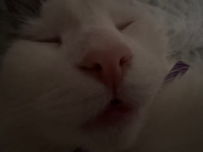 The image is a close-up, low-light photograph of a white cat's face. The cat appears to be sleeping, with its eyes closed and its head resting. The cat's nose is pink and prominent in the center of the frame. Its fur is soft and fluffy, and some greyish markings can be seen on its head. A small purple accessory, possibly a collar tag or ribbon, is visible on the right side of the image. The background is dark and out of focus, making it difficult to discern any specific details about the environment. There are no people or any indication of a specific location within the city of Vysokoye, Russia. The image is purely a portrait of the sleeping cat.