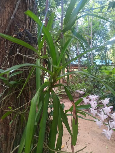 The image shows a lush scene near Baan Thong Nang, Thailand. A large tree trunk with extensive root systems is the central feature. Attached to the tree is a vibrant green plant with long, broad leaves, likely an orchid. Adjacent to this plant, a cluster of delicate white and light purple flowers adds a splash of color. In the background, a glimpse of a building structure with a blue roof hints at human presence. The ground appears sandy or earthy. The overall environment suggests a tropical or subtropical setting with abundant foliage.