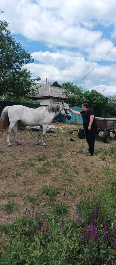 A full shot shows a man wearing black clothing and sandals, reaching out to pet the head of a white horse in Mala Smilianka, Ukraine. The horse is standing to the left of the frame, facing right. A rustic wooden cart with two large wheels is positioned behind the man, to the right of the horse. In the background, a simple house with a weathered roof and trees can be seen under a cloudy sky. The ground is covered in dry grass and some green vegetation.