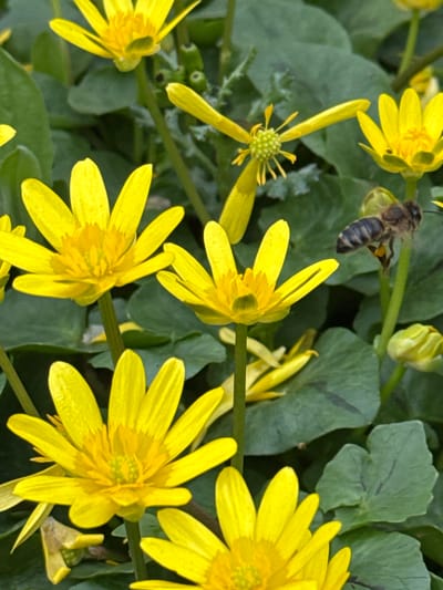 This close-up vertical image depicts a dense cluster of bright yellow flowers, identified as Lesser Celandine (*Ficaria verna*), set against a backdrop of dark green, lobed leaves in Kurganinsk, Russia. Multiple flowers are in full bloom, each featuring numerous glossy yellow petals arranged radially around prominent yellow-green stamens and pistils. One flower in the upper middle appears to have lost some petals, while unopened buds are visible in the background. In the upper right portion of the frame, a single European dark bee (*Apis mellifera mellifera*) is captured in mid-flight, oriented to the left and slightly downward, with its transparent wings blurred from motion. The bee exhibits a black and yellow-brown striped abdomen, a fuzzy thorax, and distinct yellow pollen loads on its hind legs. The scene is illuminated by natural light, with a shallow depth of field focusing sharply on the flowers and the bee, blurring the immediate foreground and background elements.