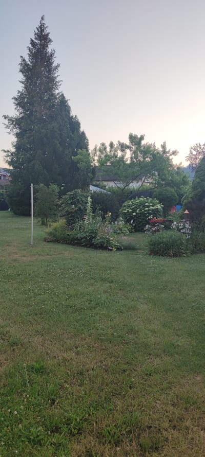 The image depicts a residential backyard in Liebenburg, Germany. In the foreground, a well-maintained lawn stretches across the scene, dotted with small white flowers. Beyond the lawn, a lush garden bed is visible, featuring a variety of plants, including hydrangeas, flowering shrubs, and tall greenery. A large evergreen tree dominates the left side of the image, casting a shadow over a portion of the garden. In the background, a house with a white roof and a smaller structure with solar panels are partially obscured by the trees and foliage. The sky is a pale, hazy blue, suggesting either early morning or late evening light. A light pole stands in the middle ground, near the evergreen tree. No people or animals are present in the image. The overall impression is one of a tranquil, well-kept garden space.