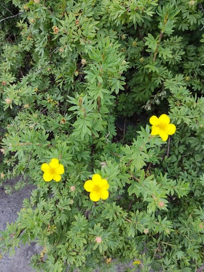 A close-up, high-angle shot captures a shrub with dense green foliage and several small yellow flowers. The shrub appears to be growing near a paved surface, possibly a sidewalk or path, visible in the lower left corner of the image. There are no people present. The lighting suggests it is daytime. The specific location in Kolín, Czechia, is not discernible from the visual information provided in the image.
