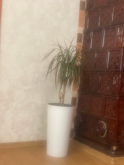 The image shows an indoor scene, likely a home in Ispas, Ukraine. A potted plant with long, spiky green leaves is placed in a white cylindrical pot. The plant's leaves arc outwards, some pointing upwards and others downwards. Behind the plant, there is a decorative tiled wall, possibly part of a stove or fireplace, with a pattern of squares and circular motifs. The tiles are dark brown and appear glossy, with embossed designs within each square. Below the tiled section, there is a band of lighter-colored tiles. The wall to the left of the plant has a textured, off-white finish. To the right, there is a wooden surface, suggesting the presence of furniture or paneling. The lighting suggests it is daytime, but there are no clear indications of the weather or time of day. No people or text are visible in the image.