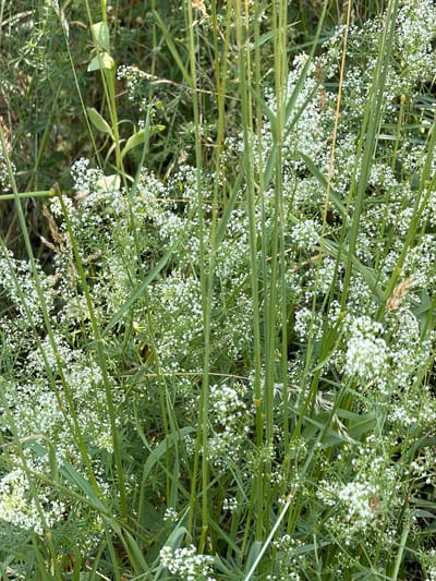 The image shows a close-up view of a dense cluster of small white flowers and green stems and leaves, likely in a natural outdoor setting. The background is blurred, suggesting a shallow depth of field, with hints of other vegetation and sunlight filtering through. The focus is on the delicate texture and arrangement of the flowers, which appear to be in bloom. There are no people or man-made objects visible in the frame. The scene is visually peaceful and suggests a focus on botanical detail. The context provided about Novosilka, Ukraine, indicates this natural scene is located within or near that geographical area.