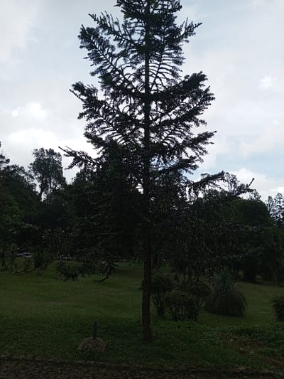 This image captures an outdoor landscape in Pachmarhi, India. A tall, dark conifer-like tree stands centrally, its branches and dense foliage silhouetted against a bright, overcast sky. The sky above is filled with white and light grey clouds. In the immediate foreground, a dark, uneven ground surface, possibly cobblestone or rough paving, transitions into an area of dark green grass. A small, dark rounded rock with a slender, vertical dark object (potentially a marker or stake) is embedded in the grass to the left of the central tree's base. The midground consists of an expansive, undulating lawn of lighter green grass. Scattered within this lawn are various smaller trees and dark green bushy shrubs, including a plant with long, spiky leaves visible on the left. The background features a dense treeline composed of numerous dark green trees and foliage, forming a wooded area that extends across the horizon. No individuals or specific activities are visible within the scene.