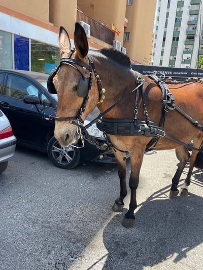 An animal, likely a mule, is standing on a paved street in Algeciras, Spain. The animal is equipped with a harness and bridle. In the background, there are buildings, cars, and a Spanish flag. The sun is shining, casting shadows on the ground.
