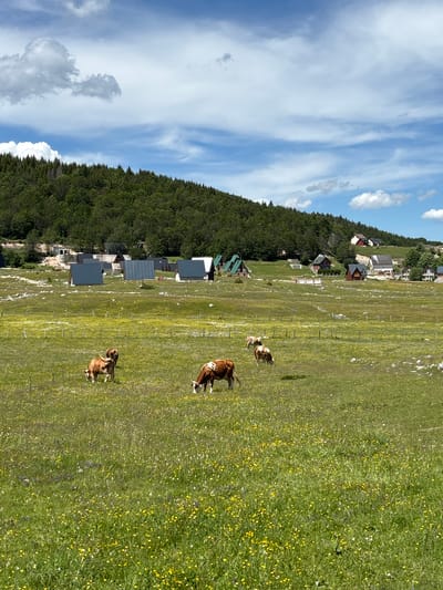 A wide, eye-level, outdoor shot shows a verdant, rolling landscape on a sunny day in the city of Virak, Montenegro. The foreground is dominated by a bright green meadow dotted with yellow and purple wildflowers. Three cows are grazing in the meadow. The cow in the lower left is facing away from the viewer, its back brown and white. The cow in the middle is facing left and grazing. The cow in the upper right is facing left and grazing, its back brown and white. In the mid-ground, a cluster of grey, triangular-roofed cabins and some houses are nestled in the landscape. In the background, a dense, dark green forest covers a sloping hill that rises towards the sky. The sky is a vivid blue, streaked with white, wispy clouds.