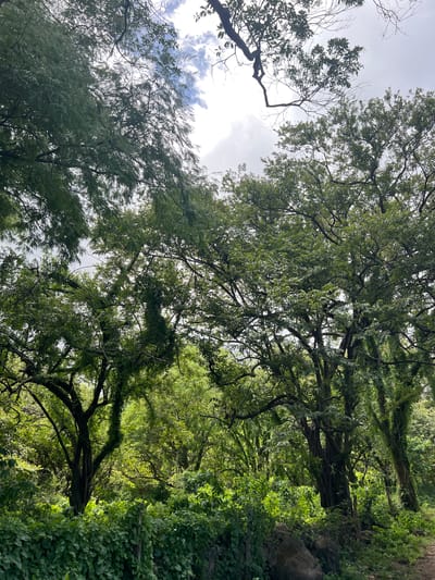 A medium shot shows a dense, verdant forest with thick foliage and large trees. The upper portion of the image is dominated by the canopy of trees against a cloudy sky. The trees are leafy and appear to be mature, with some vines growing on their trunks. The lower portion of the image reveals more undergrowth, including bushes and a wall of climbing plants. Rocks and a dirt path are visible in the lower right corner. The overall impression is one of lush, untamed nature. The scene appears to be a natural area within or on the outskirts of Altagracia, Nicaragua.