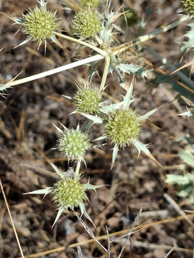 The image shows a close-up, eye-level view of a thorny plant with multiple spherical, green seed heads. These seed heads are covered in small, spiky protrusions and are surrounded by sharp, pointed leaves and stems, giving the plant a formidable appearance. The background is out of focus and consists of dry, brown earth, scattered leaves, and thin, dry stalks, suggesting a dry, possibly arid environment. The lighting appears natural, indicating it was taken during the daytime, possibly under sunny conditions due to the clarity of the image and the distinct shadows cast by the plant's spines. The composition focuses on the textures and details of the plant, highlighting its prickly nature. No people, text, or specific events are visible. The location is identified as La Mata, Spain, which is consistent with the dry, Mediterranean-like landscape depicted.