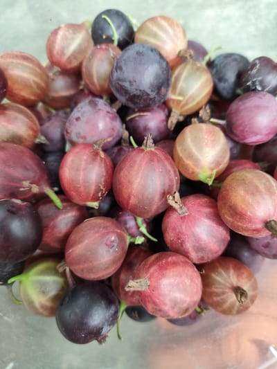 A close-up, top-down shot displays a pile of gooseberries. The berries exhibit a variety of colors, ranging from deep purple and dark red to lighter pink and translucent yellowish-green hues. Many of the berries show prominent vertical striations. Small green stems are visible on some of the fruits. The gooseberries appear to be loosely packed in a container, with the lower portion of the container faintly visible as a translucent, light-colored surface. The lighting is bright, casting subtle shadows and highlighting the textures of the berries. The image does not contain any people or clear indications of a specific city, including Znamenskiy, Russia.