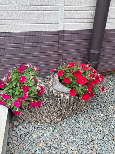 Two log planters filled with bright pink and red petunias sit on a bed of gray gravel in front of a two-toned brick-patterned wall. A dark downspout runs vertically along the right side of the wall. The planters are natural wood, hollowed out to hold the plants. The wall has a white upper section and a deep purple lower section. The scene appears to be outdoors, possibly a garden or yard area. There are no people or animals visible in the image.