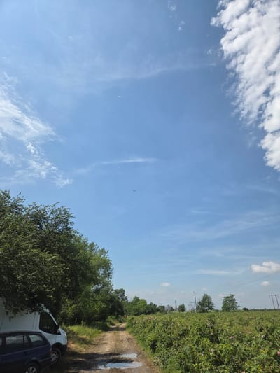 This image, taken in Ivan Vazovo, Bulgaria, depicts a serene, sunlit rural or semi-rural landscape. The scene is dominated by a vast, clear blue sky occupying the upper portion of the frame. Scattered across the sky are various white clouds, ranging from a dense, fluffy formation in the top left to wispy, elongated streaks extending towards the right. A small, dark, elongated object, likely a distant bird or aircraft, is visible high in the central sky.
In the lower half of the image, a dirt track or unpaved road can be seen, leading from the foreground into the distance. This track features noticeable muddy patches and puddles, particularly on its right side, reflecting the bright sky. The left side of the road is bordered by dense, lush green foliage, comprising numerous trees and bushes that extend into the midground. Two vehicles are parked near the track: a white van is prominent in the foreground, with a darker-colored car, possibly blue or black, partially visible behind it and somewhat obscured by the surrounding greenery.
To the right of the track, a large field of green plants stretches towards the horizon. Small pink flowers are interspersed among the foliage, suggesting a cultivated crop or natural flowering plants. Further in the background, a series of utility poles with power lines are discernible across the field, indicating infrastructure within the natural setting. The bright sunlight and clear skies suggest a fair-weather day, likely during the morning or afternoon. There are no people visible in the image, nor any discernible text.