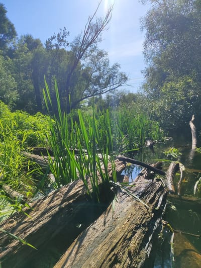 The image depicts a natural scene of a stream or small river flowing through a wooded area. Fallen logs, some partially submerged, lie in the water and along its banks. Tall green reeds and other vegetation grow abundantly along the water's edge and in the background, creating a lush, overgrown appearance. The water is dark and reflective, with some surface scum visible. The sun is shining brightly, casting a strong glare and creating dappled light and shadows on the water and logs. The background is filled with dense green trees. No people are present in the image. The location is identified as Troitse-Lobanovo, Russia.