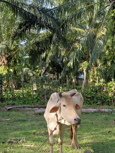 The image displays a light brown cow, distinguished by short, dark, curved horns, standing on a patch of green grass. A thick, dark rope is secured around its neck, extending downwards. The cow is positioned towards the center-right of the frame, with its head turned towards the viewer. The ground exhibits visible shadows, indicating direct sunlight, and includes scattered dry patches and several fallen logs or branches behind the animal. The background consists of dense, tropical vegetation, prominently featuring numerous tall palm trees, likely oil palms, whose fronds dominate the upper portion of the image. A small, clear blue sky segment is visible through the foliage at the top. The scene is located in Blang Pohroh, Indonesia. No human presence or specific actions beyond the cow standing are depicted.