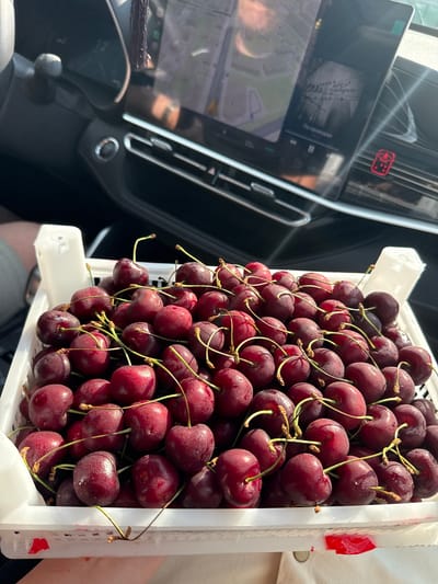 The image shows a white plastic crate overflowing with fresh, dark red cherries. The cherries are plump and appear slightly dewy, with visible stems attached to most of them. The crate is positioned inside a vehicle, with the dashboard and a screen displaying a navigation map visible in the background. Sunlight is hitting the scene, creating bright highlights on the cherries and the car's interior. A person's arm and hand are partially visible at the bottom of the frame, holding the crate. The environment suggests a warm, sunny day. The specific location in the city of Murom, Russia, is not discernible from the image.