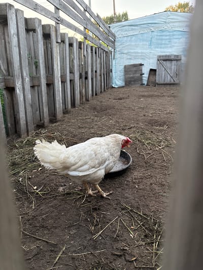 In Ветлужский, Russia, a white chicken stands in a dirt enclosure near a wooden fence. The chicken is facing left, looking down at a dark-colored feed bowl. The enclosure is sparsely covered with dry grass and twigs. Behind the chicken, a light blue tarp-covered structure with wooden doors is visible. The overall scene depicts a rural or backyard setting.