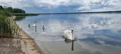 The image depicts a serene lake scene with a family of swans. In the foreground, on the sandy bank, tall green reeds are visible. The lake's surface reflects the cloudy sky, creating a dynamic play of light and shadow. Several swans are swimming in the water: a large white adult swan is prominently featured in the middle ground, facing the camera, with its neck elegantly curved. To its left, another white adult swan is swimming, followed by two cygnets, one darker gray and one lighter gray. Further to the right, another white adult swan is partially visible. The background shows a distant tree line bordering the lake under a dramatic, cloud-filled sky. The location is identified as being in the Старобінскі сельскі Савет, Belarus.