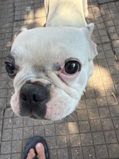 An extreme close-up shot of a white French bulldog's face is captured from a low angle. The dog's large, dark eyes are the focal point, reflecting the surroundings. Its black nose is prominent, with some dirt particles visible. The dog has wrinkles around its muzzle and light pink skin around its eyes and snout. Its ears are partially visible, with one ear slightly folded. The dog's white fur appears short and fine. The background consists of a paved surface, likely a sidewalk, made of square grey tiles. Sunlight casts shadows across the tiles, suggesting an outdoor setting. In the lower portion of the image, a person's foot wearing a dark sandal is visible, with toes protruding from the sandal strap. The image provides no specific clues to determine its location in the city of Dolni Dabnik, Bulgaria.