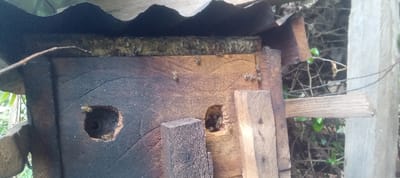 The scene depicts a wooden beehive situated in Getenga ward, Kenya. The beehive is constructed from darkened, weathered timber planks. Two irregular, roughly circular openings are present on its front face, functioning as entry and exit points for bees. Numerous bees are visible on the hive's exterior surface, particularly clustered around the openings and along the upper horizontal edge of the wooden structure. A corrugated metal sheet is positioned directly atop the hive, serving as a protective cover. Several loose wooden blocks and planks are positioned adjacent to and partially obscuring the lower right portion of the beehive. The background consists of blurred green foliage and slender branches, indicating an outdoor, vegetated environment. A thin wire is visible vertically on the far right side of the image.