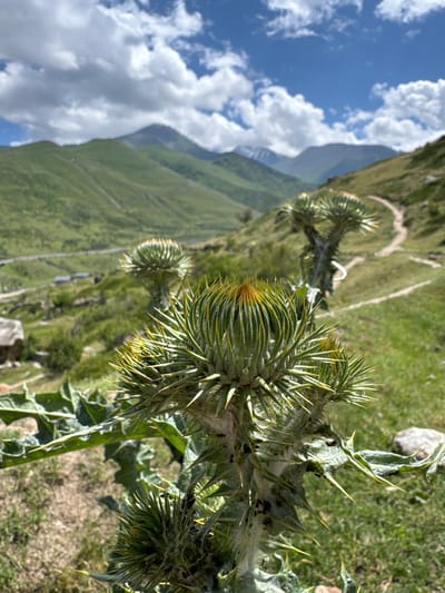 This is a vertical, close-up, outdoor photograph featuring a prickly thistle plant in the foreground, its green leaves and spiky buds sharply detailed. The plant appears to be in a mountainous region, with a winding dirt path visible on a grassy slope in the midground. The background showcases a vast, green mountain landscape under a bright, partly cloudy blue sky.

The prominent subject is the thistle, with its numerous sharp spines. Some of the buds are tightly closed, while others are beginning to unfurl. There are small black insects, possibly ants, scattered on the leaves and around the buds, and some white, wispy material that could be spiderwebs or fine hairs from the plant.

The scene is set in a natural, mountainous environment. The time of day appears to be daytime, given the bright sunlight casting shadows and illuminating the landscape. The weather is clear with scattered white clouds. The location is El'tiubiu, Russia, a mountainous region, which is consistent with the visual cues of the landscape. There is no visible text in the image. The overall impression is one of rugged natural beauty.
