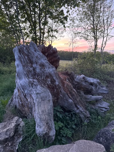 This media file presents a tranquil outdoor scene at dusk, set in Gometz-le-Châtel, France. The primary subject is a large, weathered, and gnarled fallen tree trunk or stump, occupying the foreground and mid-ground. Its wood exhibits striking grey, silver, and reddish-brown hues with distinct, wavy grain patterns, suggesting significant age and exposure. A particularly notable feature is a section of the trunk that remarkably resembles a skeletal face or head, complete with hollow eye sockets and an open "mouth," lending an intriguing, almost mystical quality to the natural formation.
Green grass and various small plants grow around and within the crevices of the fallen trunk, indicating ongoing natural processes. In the background, a line of deciduous trees and dense green foliage frames a field, silhouetted against a colorful sunset sky. The sky displays soft gradients of pink, orange, yellow, and pale blue, confirming the late evening or early morning time of day.
To the right, two large, irregularly shaped grey stones or rocks are partially visible, adding further texture and elements to the natural composition. No people or specific activities are depicted, underscoring the serene and untouched nature of the landscape. There is no visible text. The image evokes a sense of peaceful solitude and appreciation for the intricate beauty found in nature's decay and rebirth, bathed in the soft, evocative light of twilight.