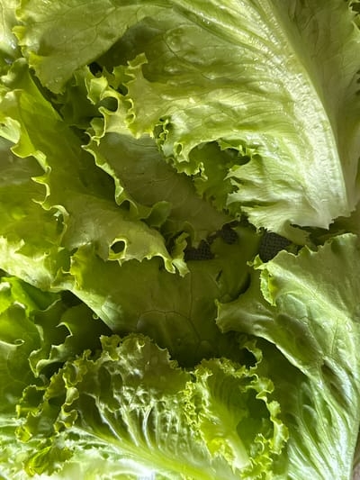 The image is a close-up, overhead view of a pile of fresh, bright green lettuce leaves. The leaves are ruffled and textured, with visible veins and a slight sheen of moisture. The lighting highlights the crispness of the lettuce and creates a natural, organic feel. There are no discernible elements that would allow for the identification of a specific location within Rzhev, Russia, or any other city. The image focuses solely on the produce itself.