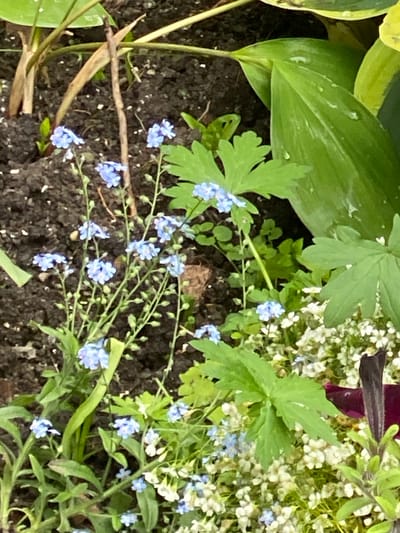 The image shows a close-up view of a garden bed with several small blue flowers, likely forget-me-nots, interspersed with small white flowers. Large, broad green leaves are visible in the background, some with water droplets on them, suggesting recent watering or rain. The soil is dark and appears moist. There is a thin, dry twig standing vertically amongst the plants. The scene is a natural, outdoor setting. Without further information or context, it is impossible to definitively determine the location within Yuzhno-Sakhalinsk, Russia. The image captures a snapshot of a garden's flora.