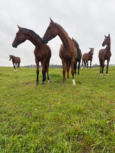 The image depicts a group of six brown horses standing in a grassy field under an overcast sky. The horses are of varying sizes and are positioned at different distances from the camera. The foreground is dominated by lush green grass with some scattered clover. In the background, a line of trees can be seen, suggesting a rural or semi-rural environment. The weather appears to be damp, with water droplets visible on the horses' coats and the grass. The scene is devoid of any human presence. The location is identified as Galinė, Lithuania.