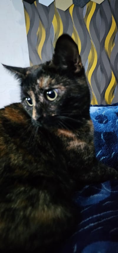 A tortoishell cat with black, brown, and tan fur is depicted in a close-up, slightly blurred portrait. The cat is looking to its left with large, bright eyes. Behind the cat, a patterned wallpaper with grey and yellow wavy stripes is visible, along with a blue, fuzzy blanket. The image appears to have been taken indoors, in a domestic setting. The specific location within Kilwinning, United Kingdom, is not discernible from the provided image.