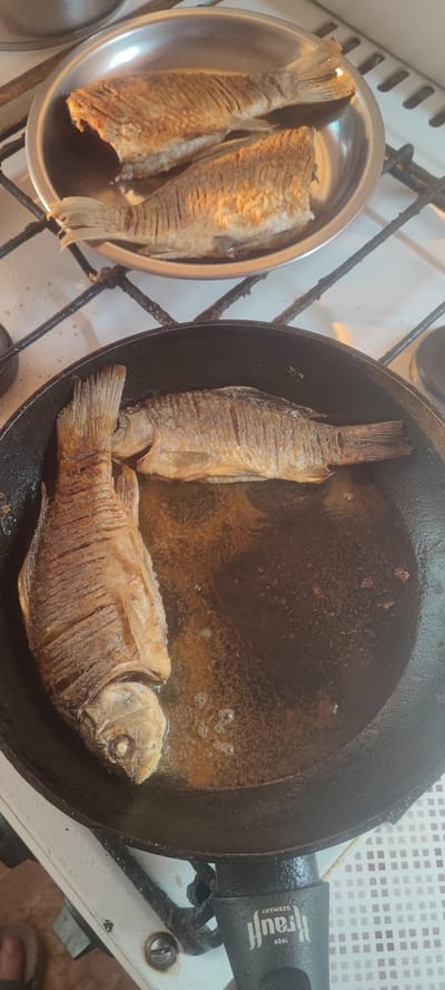 In a kitchen setting in Svitlovodsk, Ukraine, two whole fish are being fried in a black skillet on a stovetop. One fish is positioned horizontally in the skillet, while another larger fish is placed vertically, with its head facing towards the bottom of the frame. Both fish appear to be well-cooked, with a golden-brown, crispy exterior. The skillet contains hot oil, evident from the bubbling and shimmering surface. Above the skillet, another plate or pan holds two more fried fish, suggesting they are either cooked or are waiting to be fried. The stovetop appears to be gas-powered. The overall scene depicts a home-cooked meal preparation. Visible text on the handle of the skillet reads "Ifrauf GERMANY 1909". The lighting suggests it could be daytime.