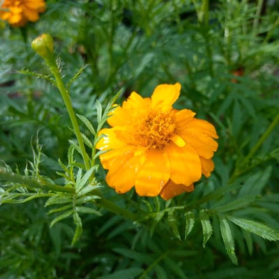 A bright orange marigold flower is in full bloom, its petals glistening with water droplets. The flower is positioned centrally in the frame, with its detailed yellow center and ruffled petals clearly visible. To the left of the main flower, a green marigold bud is poised to open. The flower and bud are surrounded by lush green foliage, typical of a garden setting. The overall impression is of a vibrant, natural scene, possibly photographed after a rainfall. The image was taken in Meunasahblang, Indonesia, implying a tropical or subtropical climate suitable for marigold cultivation. There are no people or man-made structures immediately apparent in this close-up of the flora.