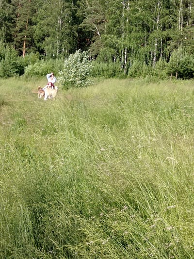 In a sunlit, grassy field bordered by a dense forest of pine and birch trees, a person wearing a light-colored top and dark pants stands holding the leashes of two dogs. One dog, a lighter brown color, stands to the left of the person, while a cream-colored dog is positioned to the right. The forest forms a verdant backdrop, with the trees varying in height and density. The foreground is dominated by tall, green grass, interspersed with smaller wildflowers, suggesting a natural, outdoor setting, likely in the countryside or a park. The lighting indicates it is daytime, and the overall scene evokes a sense of a peaceful outing or walk with pets. There is no visible text in the image.