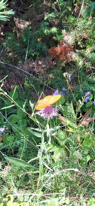 A bright orange butterfly with black markings is resting on a pink thistle flower in a natural, outdoor setting. The butterfly is positioned in the center of the frame, with its wings spread open. The thistle flower is vibrant and appears to be in bloom. The surrounding environment consists of lush green foliage, dry grasses, and small purple flowers. The lighting suggests it is daytime, with sunlight illuminating the scene and creating dappled shadows. The image is taken from a slightly elevated perspective, looking down at the butterfly and flower. There are no people or man-made structures visible in the image. The location is identified as Panga, Estonia, suggesting a natural landscape typical of that region.