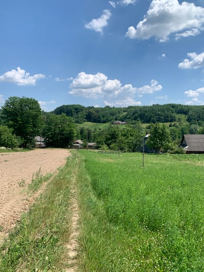 This media file depicts a rural landscape under a bright, cloudy sky. The scene is oriented vertically, suggesting it was captured in portrait mode and then rotated. In the foreground, a dirt path runs diagonally across the frame, bordered on the right by a lush, green field of grass and clover.

Further into the scene, a gentle hillside is covered in dense green trees, creating a verdant backdrop. Several houses, seemingly part of a small village or hamlet, are nestled among the trees. One house in the mid-ground has a dark, sloped roof. A wooden post stands in the grassy field, with thin wires extending from it, possibly part of a fence or utility line. The overall impression is one of a peaceful, rural setting on a sunny day, likely in the countryside. The sky is a vibrant blue, punctuated by fluffy white cumulus clouds, indicating fair weather. No people or specific activities are visible. There is no visible text in the image. Based on the location context, this scene is likely in Zamostia, Ukraine.