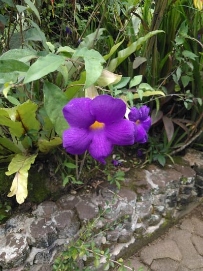 This image captures a static, close-up outdoor scene in Ba Nwet Kone, Myanmar, primarily featuring a prominent purple flower amidst dense foliage, alongside a stone wall and paved path. The central subject is a vibrant purple flower with five petals and a distinct yellow center, positioned slightly off-center to the left. Behind it, to the right, are additional purple flowers, smaller and less distinct. Various green leaves and plant stems of differing shapes and shades frame the flowers, some appearing broad and light green, others slender and darker; some foliage exhibits yellowing. Below the flora, a low, rugged stone wall or border is visible, constructed from dark, irregularly shaped stones cemented with light grey mortar, which shows white efflorescence and patches of green moss. To the bottom right, a section of a grey interlocking paved pathway is visible, suggesting a pedestrian area. The background consists of a dense, verdant array of green foliage, twigs, and plants, indicating a lush natural or garden environment. No people or animals are present, and no active interactions are depicted.